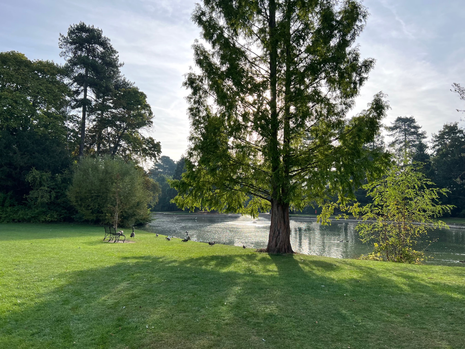 A lakeside tree casting long shadows across the grass at Bedford Park